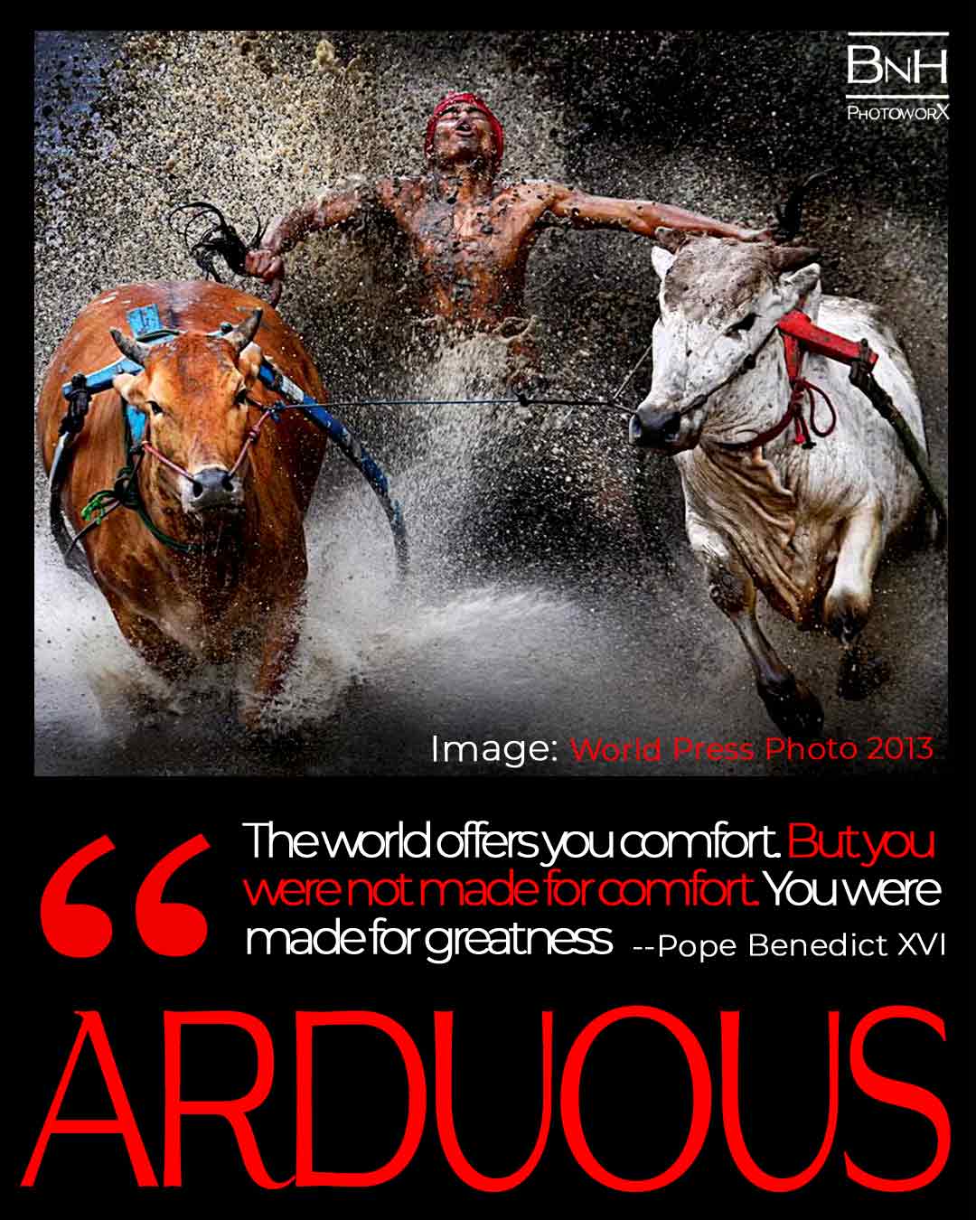 Kambala Ox Race Print, Color